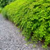 Canadaina slate paars 15-30 tuin5