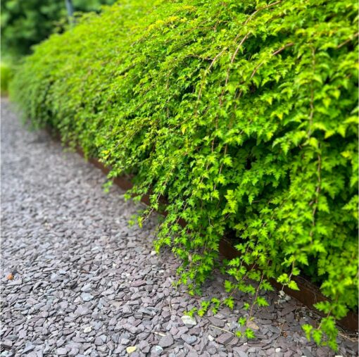 Canadaina slate paars 15-30 tuin5