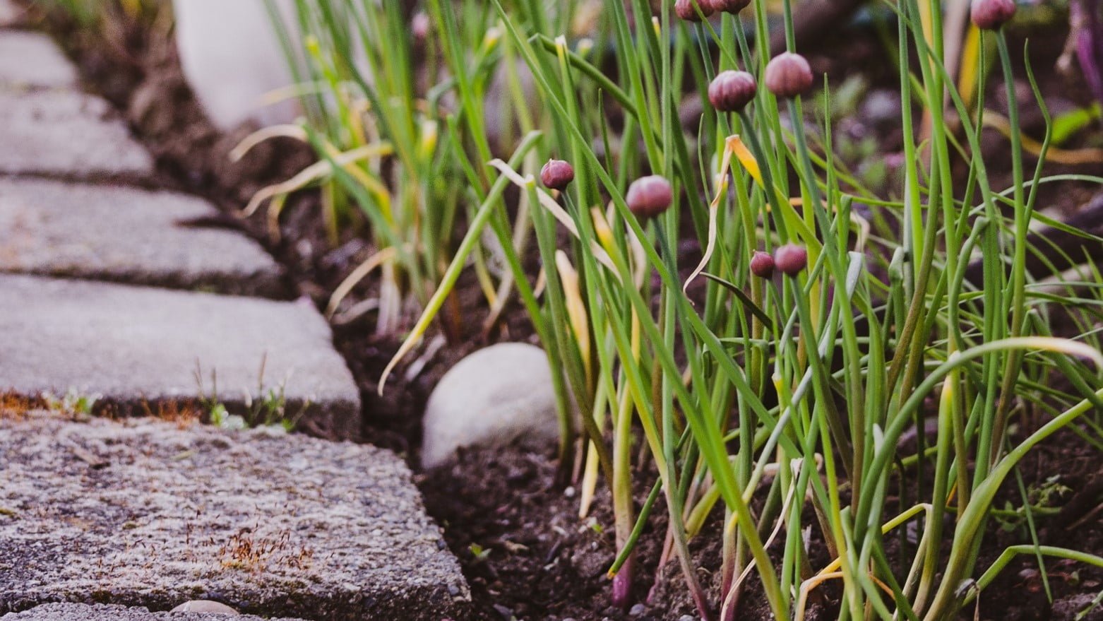 Tuinturf gebruiken